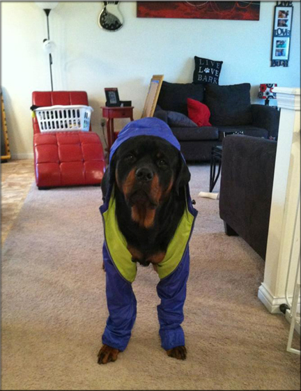 Bieber vom Blaurasen