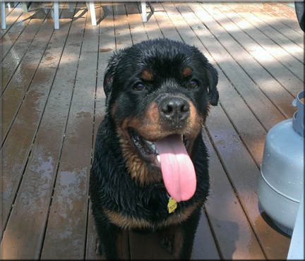 Cuyler vom Blaurasen