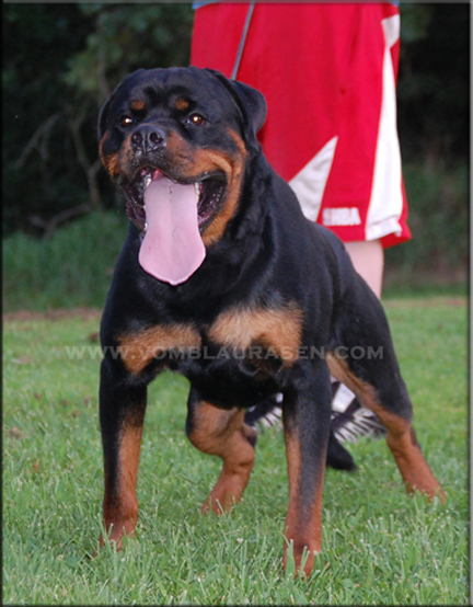 Muck vom Blaurasen, male rottweiler