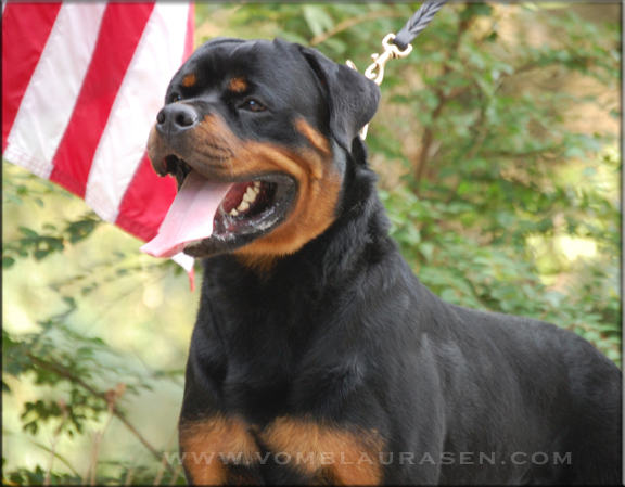 Muck vom Blaurasen, rottweiler male