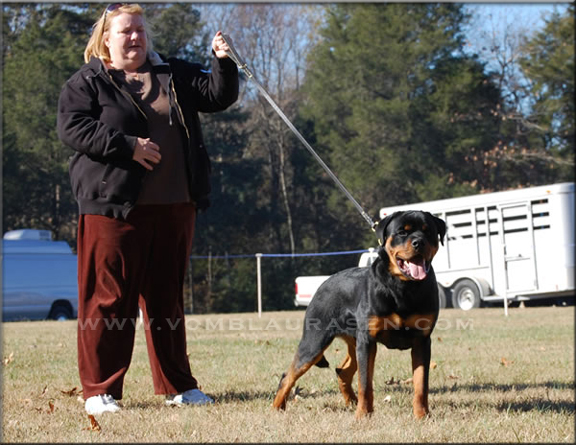 Muck vom Blaurasen, rottweiler male