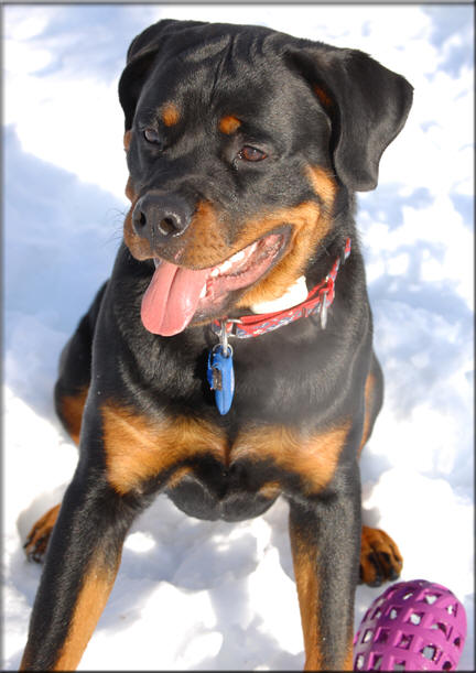 Panzer vom Blaurasen  |  Quincy vom Plotzschgrund son