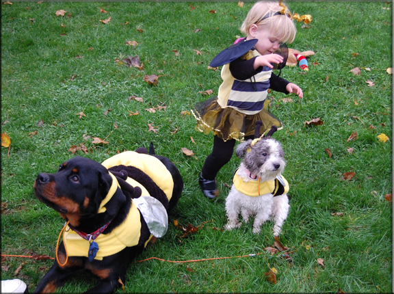 Panzer vom Blaurasen