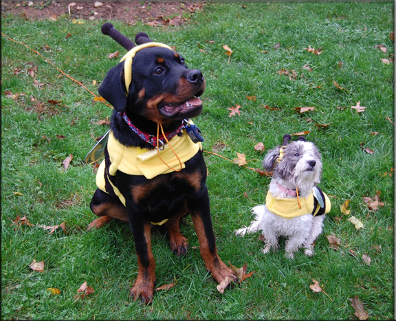 Panzer vom Blaurasen