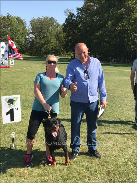 Qame vom Blaurasen, rottweiler