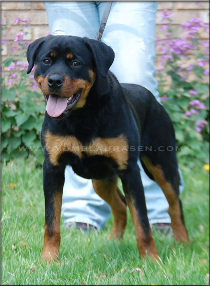 QUENDA VOM BLAURASEN, rottweilers