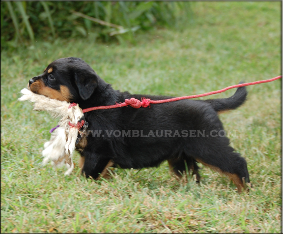 Quenda vom Blaurasen, rottweiler puppies, rottweiler puppy