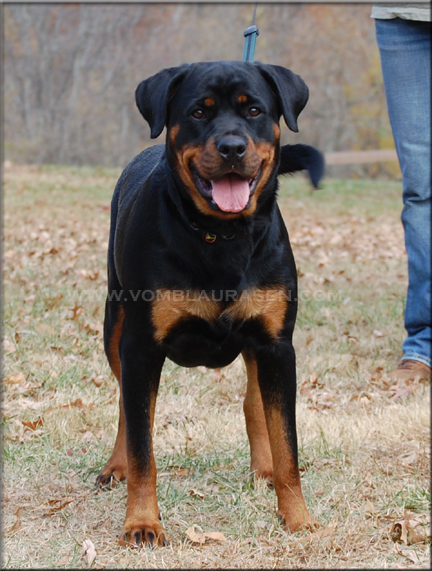 Quenda vom Blaurasen, rottweilers