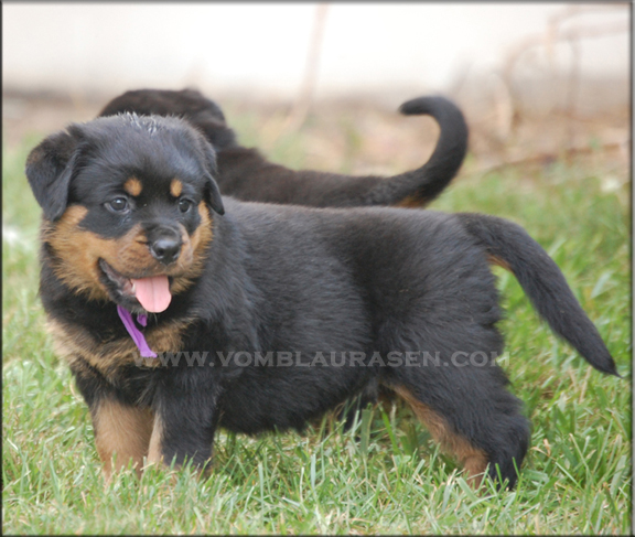 Quenda vom Blaurasen, female rottweiler