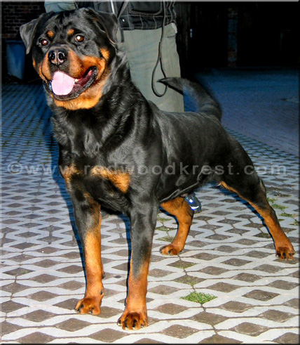 Quincy vom Plotzschgrund - Pink Papered German Import