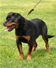 Rottweiler puppies 4-6 mths: 0364 Sexi Vom Vollenhaus VP2