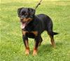 Rottweiler puppies 4-6 mths: 0365 Sexi Vom Vollenhaus VP2