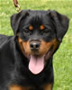 Rottweiler puppies 4-6 mths: 0370 Sonota Vom Vollenhaus VP4