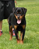 Rottweiler puppies 4-6 mths: 0371 Sonota Vom Vollenhaus VP4