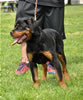 Rottweiler puppies 4-6 mths: 0372 Sonota Vom Vollenhaus VP4