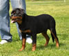 Rottweiler puppies 4-6 mths: 0376 Elli Vom Der Barrhump VP1 Most Beautiful Female Puppy In Show