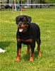 Rottweiler puppies 4-6 mths: 0377 Elli Vom Der Barrhump VP1 Most Beautiful Female Puppy In Show