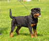 Rottweiler puppies 4-6 mths: 0384 Onda Von Der Barrhump VP3