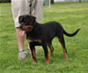 Rottweiler puppies 4-6 mths: 0390 Brinkx Von Der Barrhump P