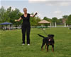 Rottweiler puppies 4-6 mths: 0394 Royal Xara Vom Drakkenfels VP