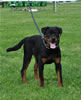Rottweiler puppies 4-6 mths: 0395 Royal Xara Vom Drakkenfels VP
