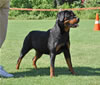 Rottweiler Puppies: 0159 Islands Natalia Von Diverhus VP1