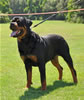 Rottweiler Youth 12-18 months: 0206 Evan Von Der Stark SG4