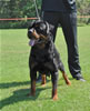 Rottweiler Youth 18-24 months: 0324 Tore Earl Antonius SG4