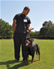 Rottweiler Youth 18-24 months: 0331 Axis Vom Hause Hudson V3