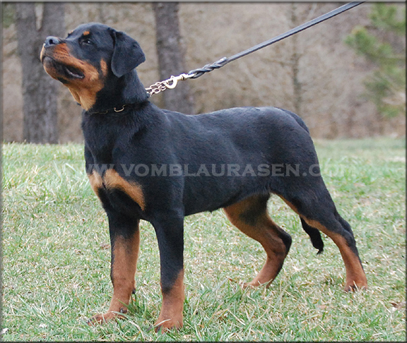 Runa vom Blaurasen, rottweiler females