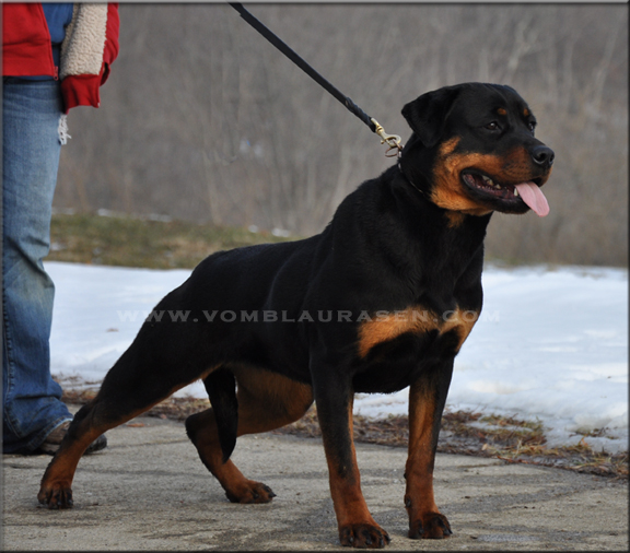 Runa vom Blaurasen, rottweiler females