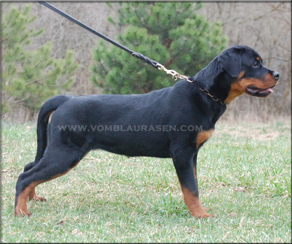 Runa vom Blaurasen, rottweiler females