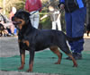 18-24 mth Rottweiler Females: 0457 Avril Vom Hause Fritz V1 Youth Siegerin