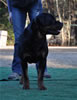 18-24 mth Rottweiler Females: 0464 Binga Vom Brinkhaus II V3