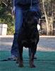 18-24 mth Rottweiler Females: 0465 Binga Vom Brinkhaus II V3