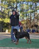 18-24 mth Rottweiler Females: 0468 Zoey Von Sederhaus SG