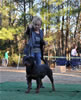 18-24 mth Rottweiler Females: 0479 Destiny Von Der Stark V