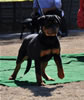 4-6 mth rottweiler females: 0105 Gentry Creeks Sasha VP1