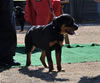 4-6 mth rottweiler females: 0113 Marni Vom Wolfert Turm VP2