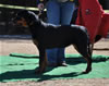 4-6 mth rottweiler females: 0116 Ulla Vom Blaurasen VP4