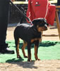 4-6 mth rottweiler females: 0118 Faring Vom Hause Kellaman VP