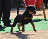 4-6 mth rottweiler females: 0120 Faring Vom Hause Kellaman VP