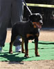 6-9 mth Rottweiler Females: 0137 Sasha Vom Drakkenfels VP