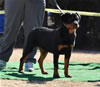 6-9 mth Rottweiler Females: 0138 Sasha Vom Drakkenfels VP
