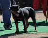6-9 mth Rottweiler Females: 0148 Beatrix Vom Schoenen Dorf P