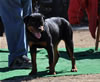 6-9 mth Rottweiler Females: 0149 Beatrix Vom Schoenen Dorf P
