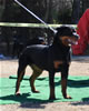6-9 mth Rottweiler Females: 0154 Hippie Von Landschaft VP3
