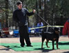 6-9 mth Rottweiler Females: 0158 Hippie Von Landschaft VP3
