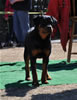 6-9 mth Rottweiler Females: 0162 Accident Von Der Stark VP2