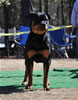 9-12 mth Rottweiler Females: 0190 Lulu Vom Tanzbar P
